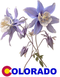 Colorado Columbine T-Shirt — State Flower Tee - design © 2025 B.A. Cotton