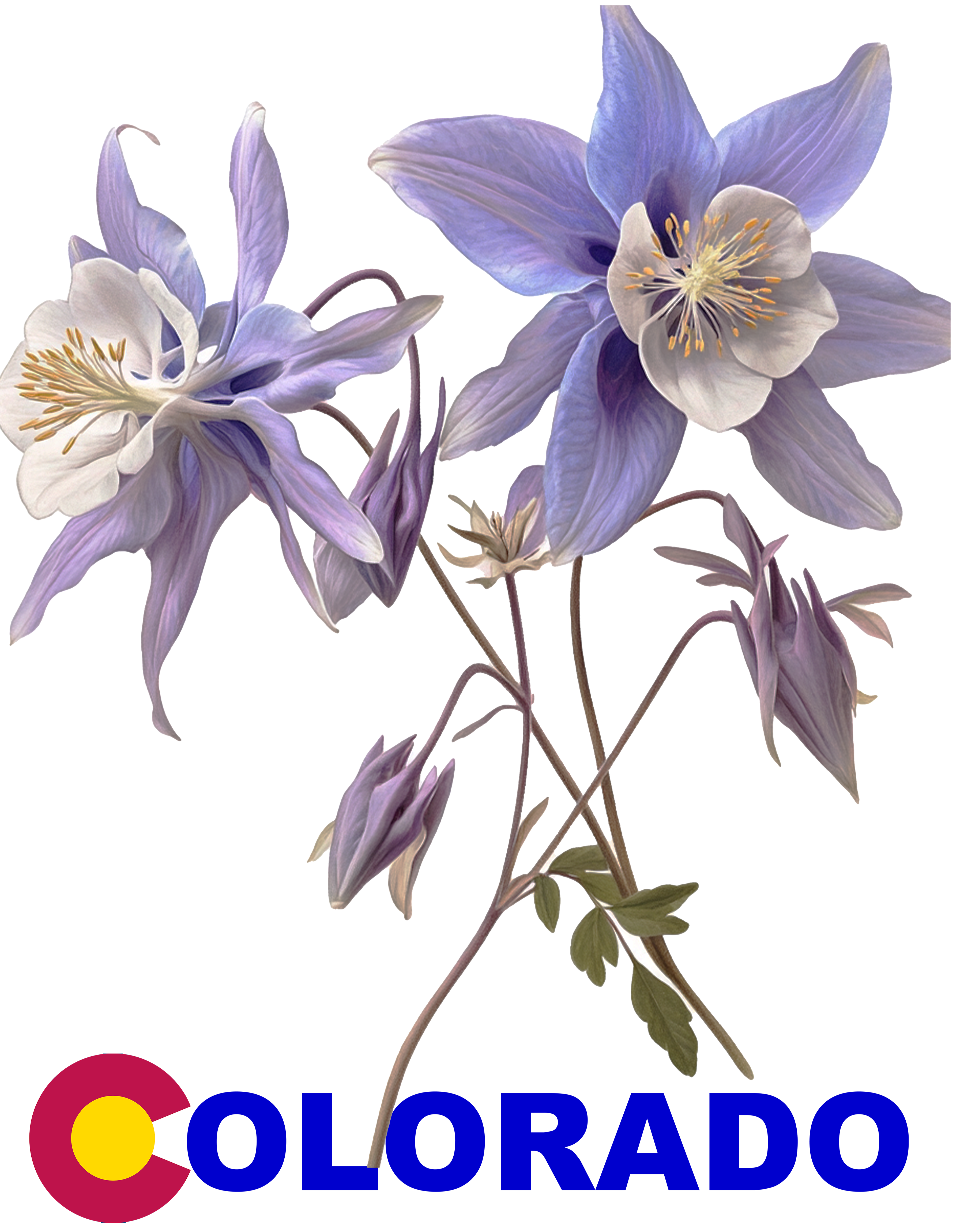 Colorado Columbine T-Shirt — State Flower Tee - design © 2025 B.A. Cotton