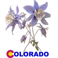 Colorado Columbine