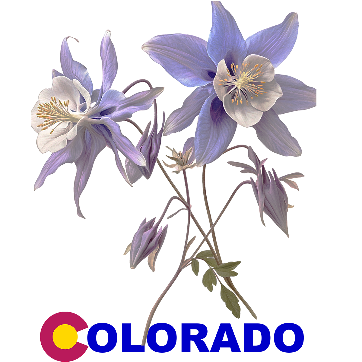 Colorado Columbine
