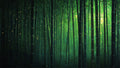Lucioles dans le Bambouti